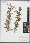 Foto von Salix alba subsp. alba L.